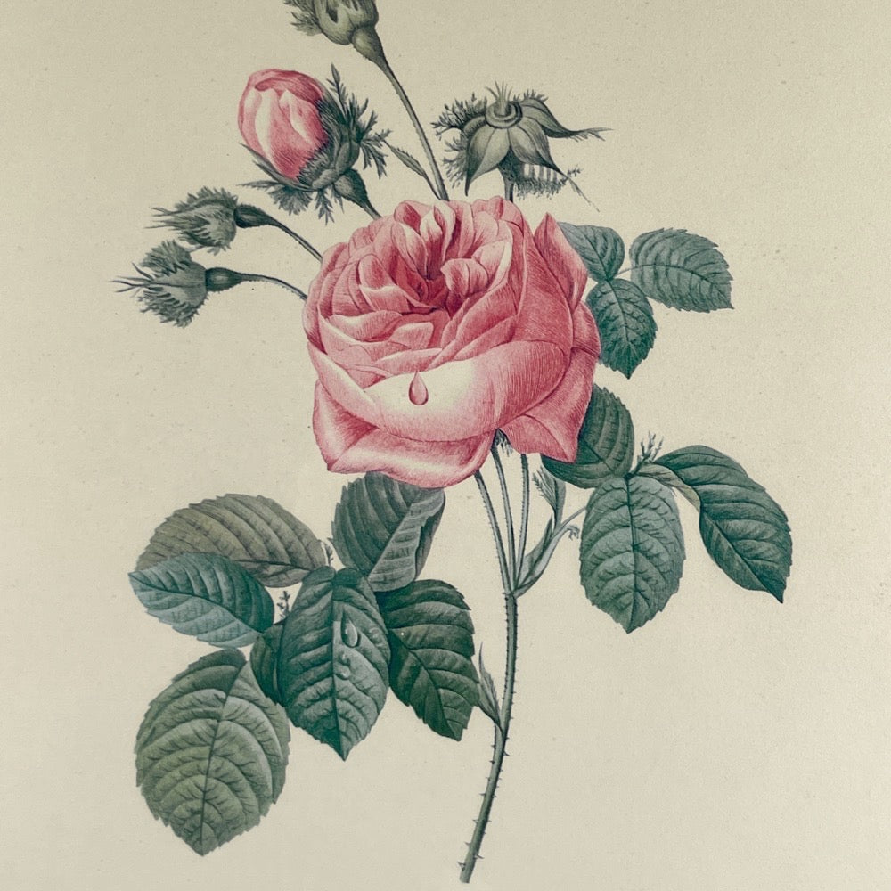 Lithographie de planche botanique de PJ Redouté rose Centfeuille Cristata