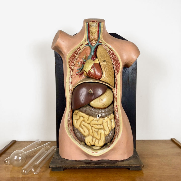 Buste d'écorché en plâtre