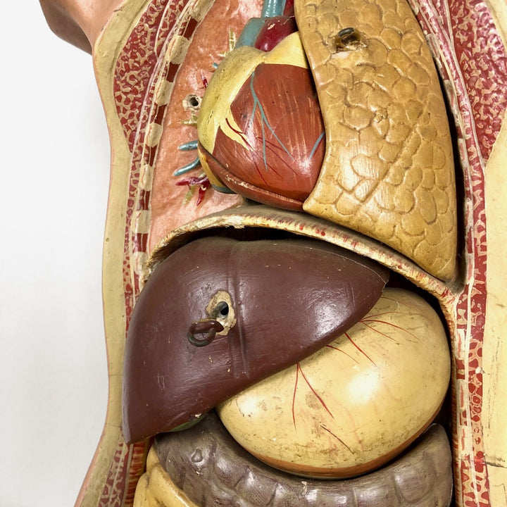 Buste d'écorché en plâtre
