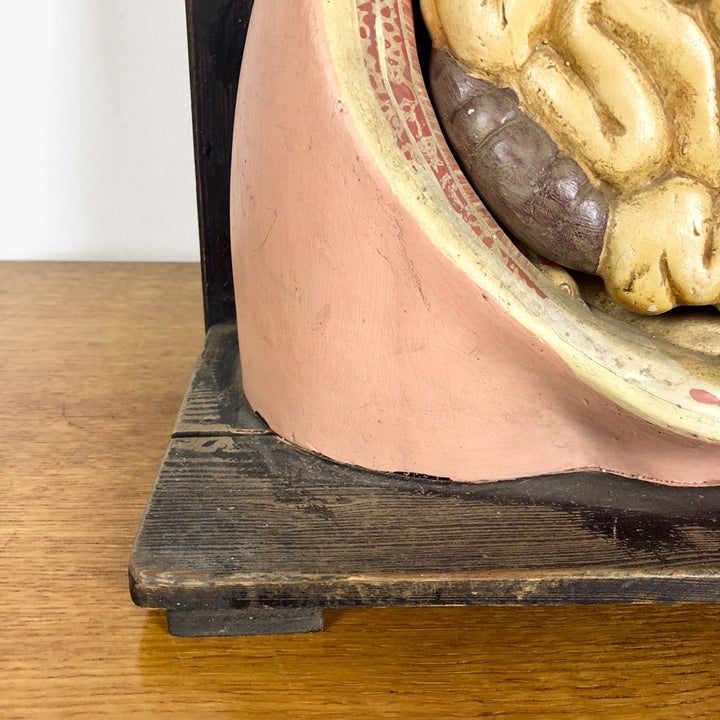 Buste d'écorché en plâtre