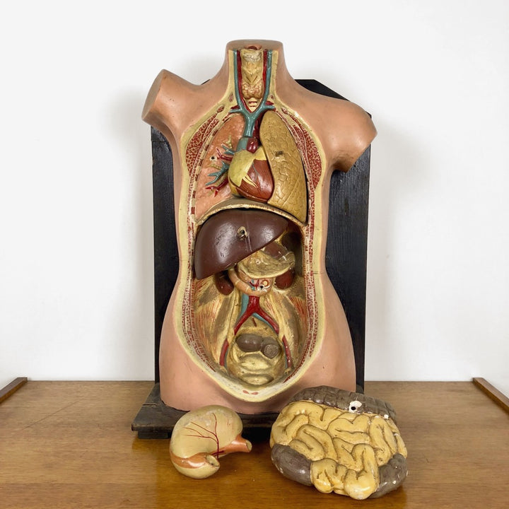 Buste d'écorché en plâtre
