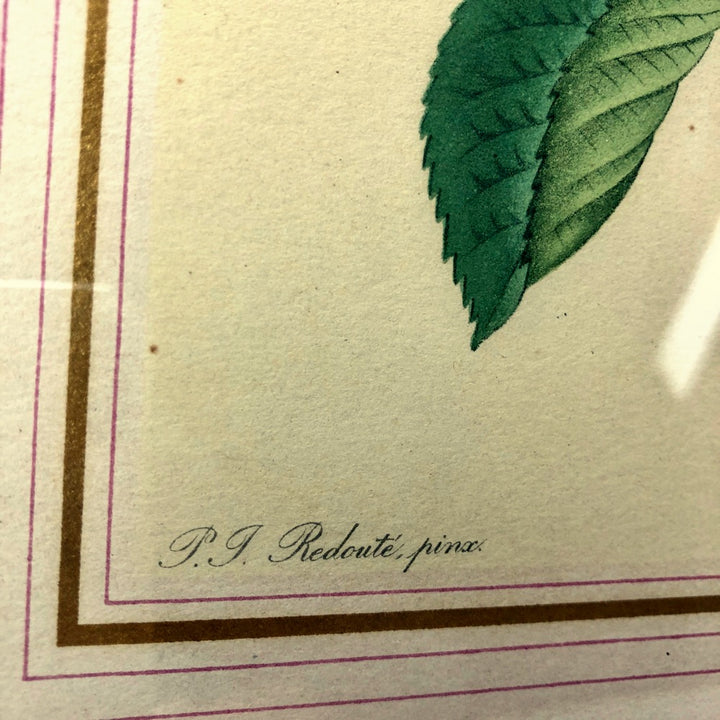 Lithographie de planche botanique de PJ Redouté