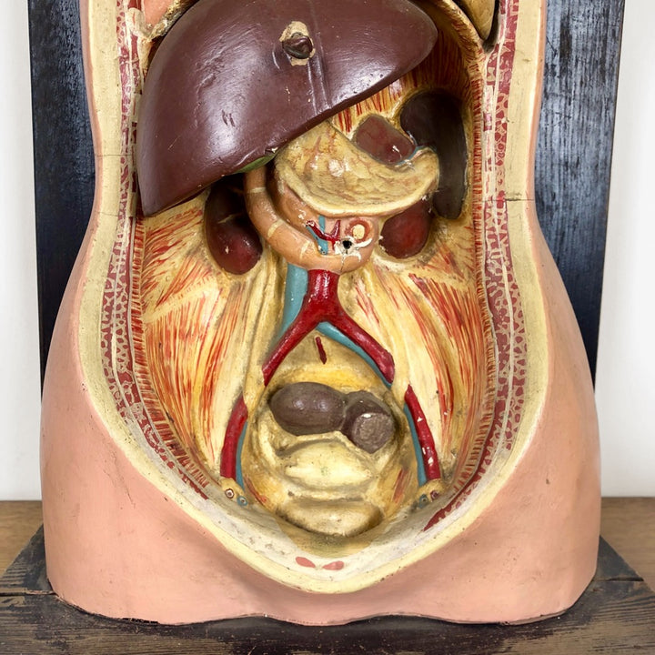 Buste d'écorché en plâtre