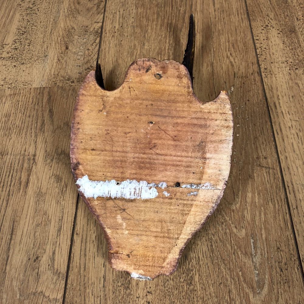 Petits bois de chevreuil sur écusson en bois