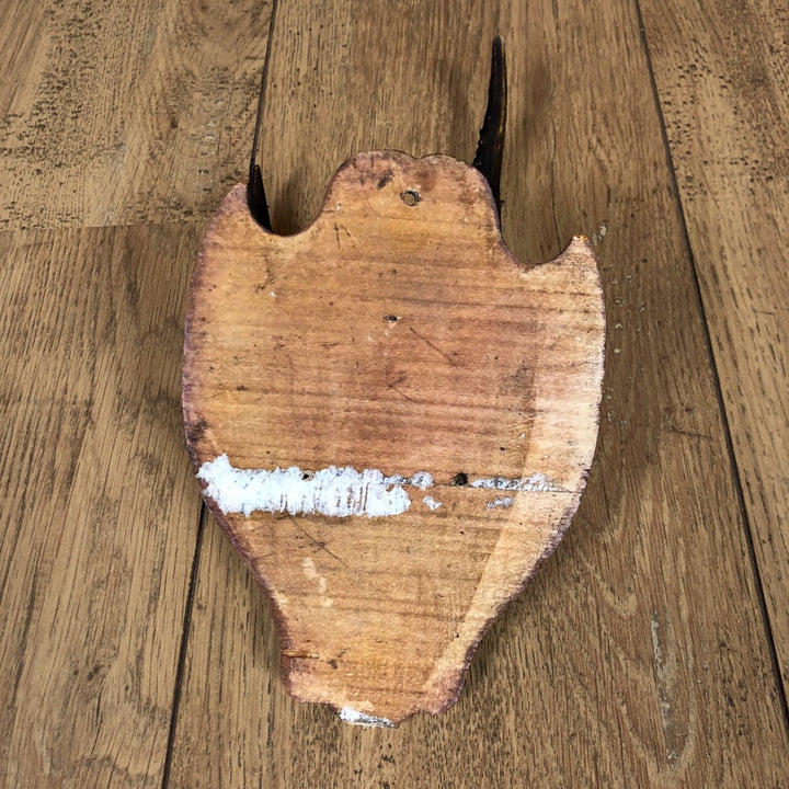 Petits bois de chevreuil sur écusson en bois