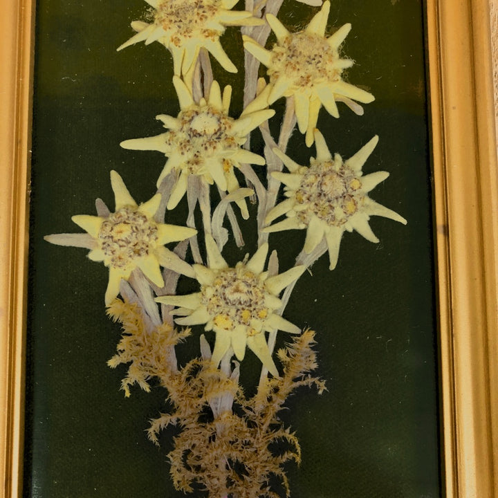 Cadre d'edelweiss séchées