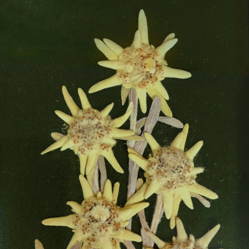 Cadre d'edelweiss séchées