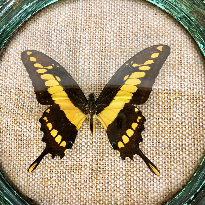 Papillon Thoas sous verre bombé