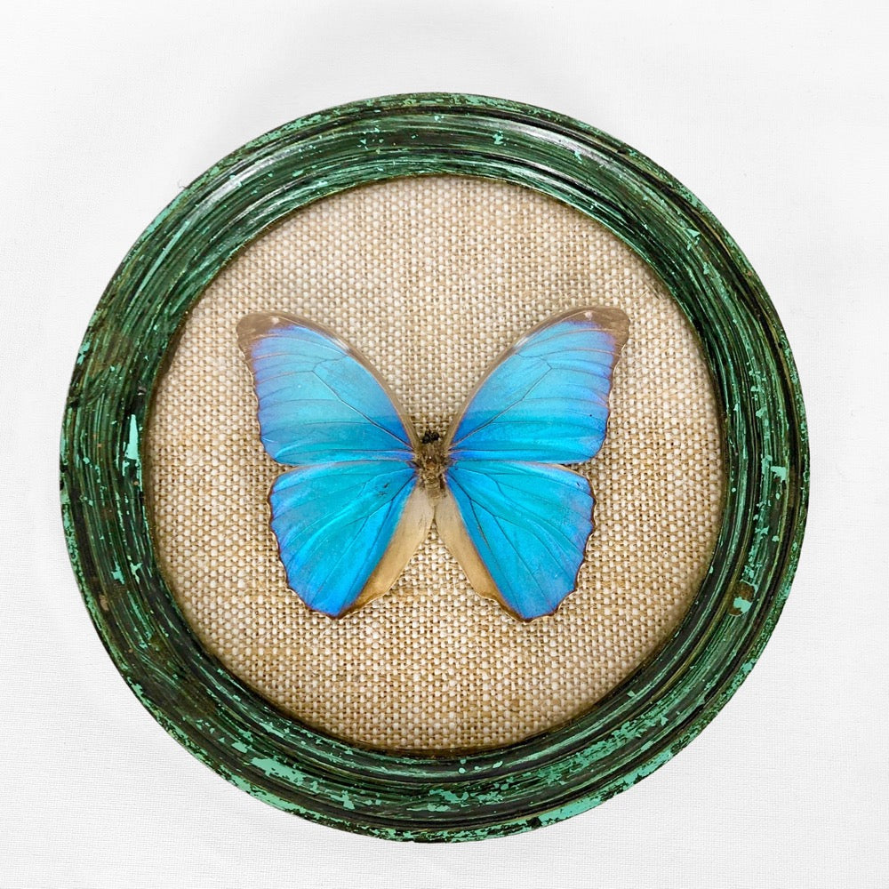 Papillon Morpho bleu sous verre bombé