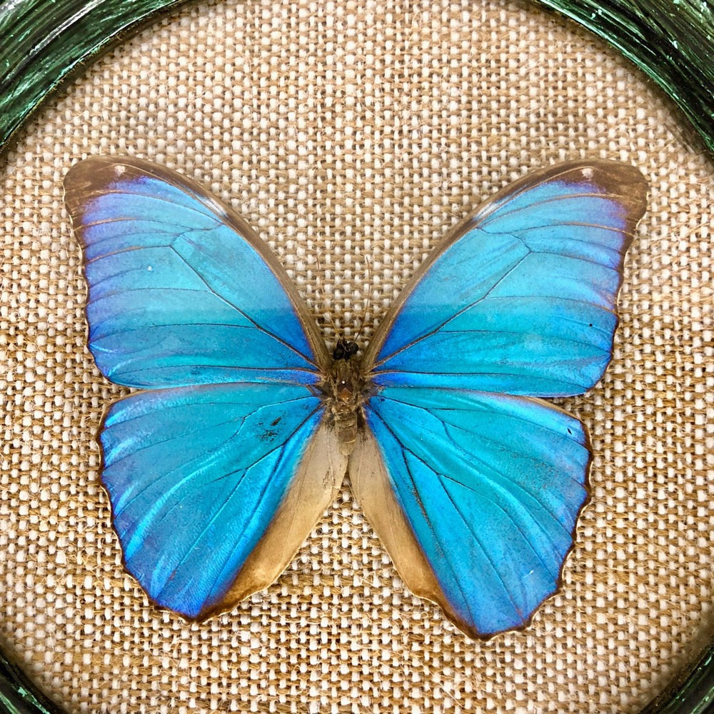 Papillon Morpho bleu sous verre bombé