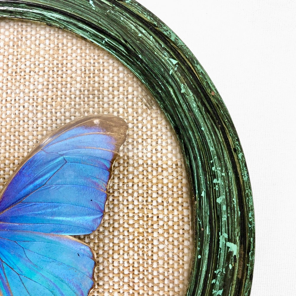 Papillon Morpho bleu sous verre bombé