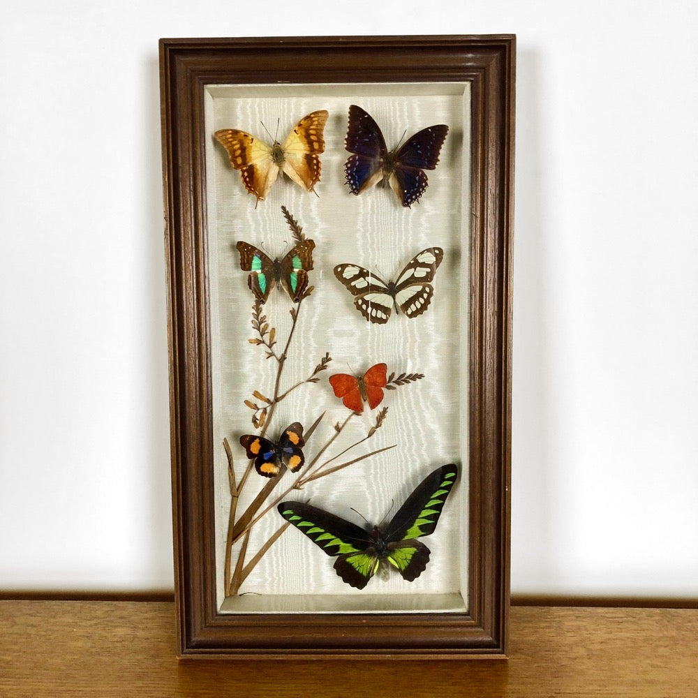 Boîte entomologique de papillons