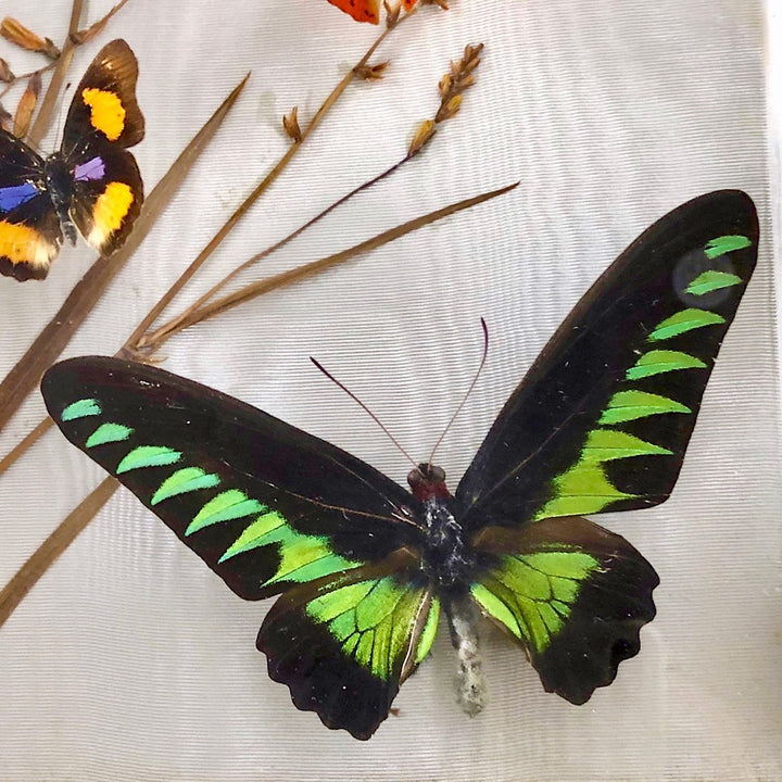 Boîte entomologique de papillons