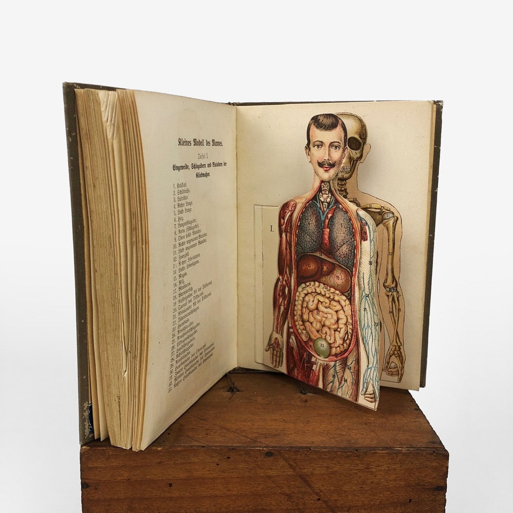 Livre d'anatomie des années 1900 Allemagne
