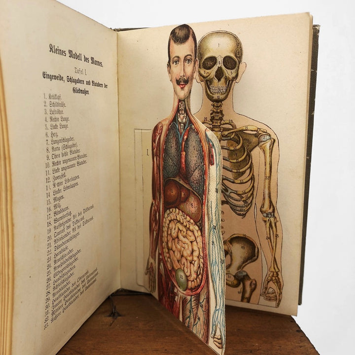 Livre d'anatomie des années 1900 Allemagne