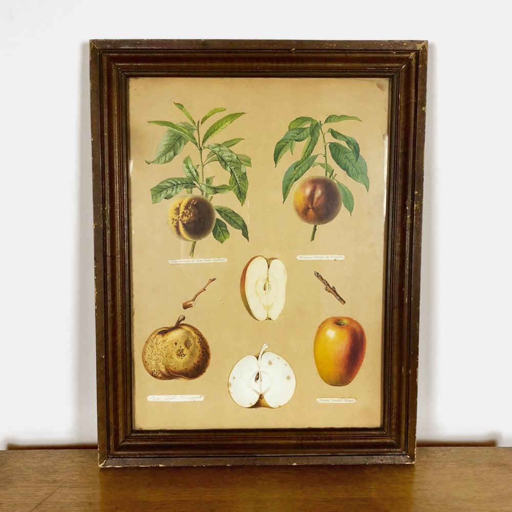 Planche botanique d'école fin XIXe