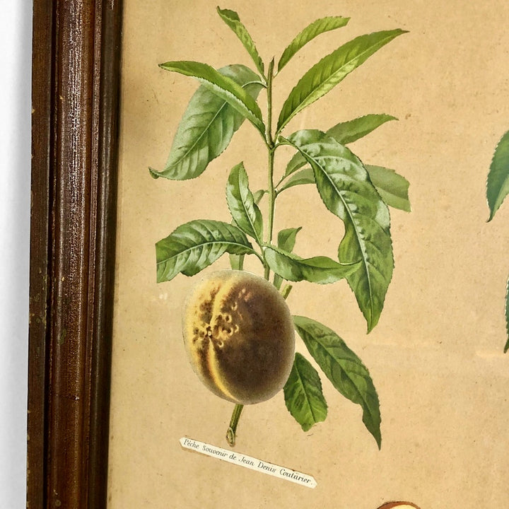 Planche botanique d'école fin XIXe