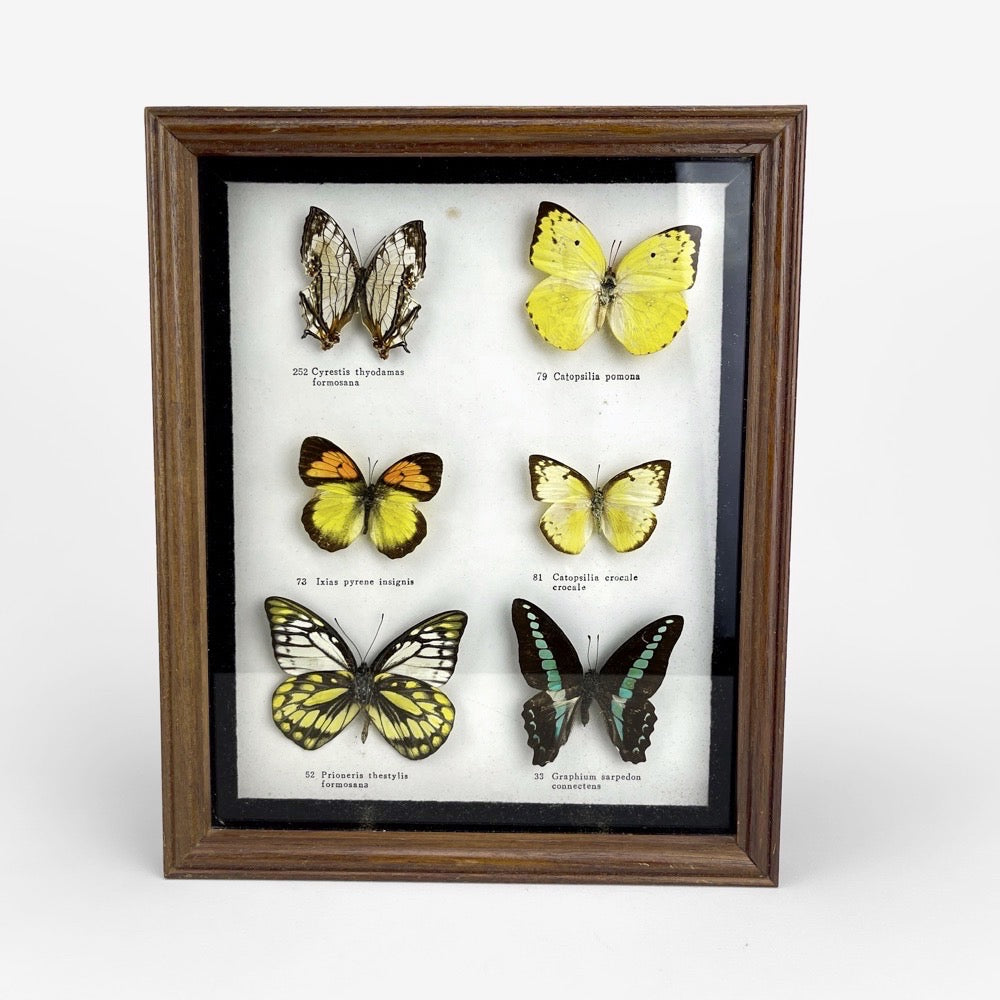 Papillons naturalisés sous cadre en verre