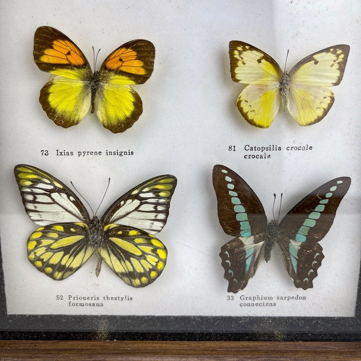 Papillons naturalisés sous cadre en verre