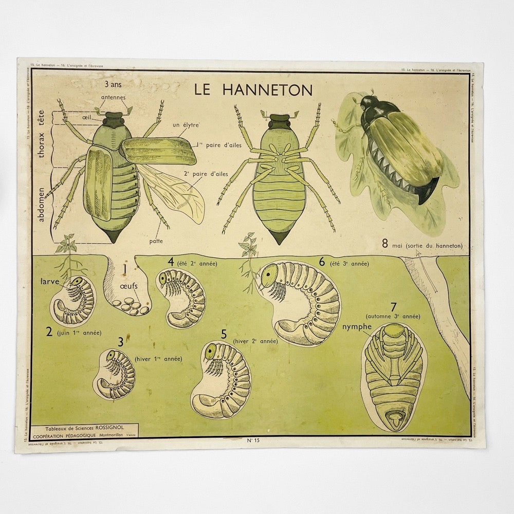 Tableau de sciences Rossignol Le hanneton  l'araignée et l'écrevisse