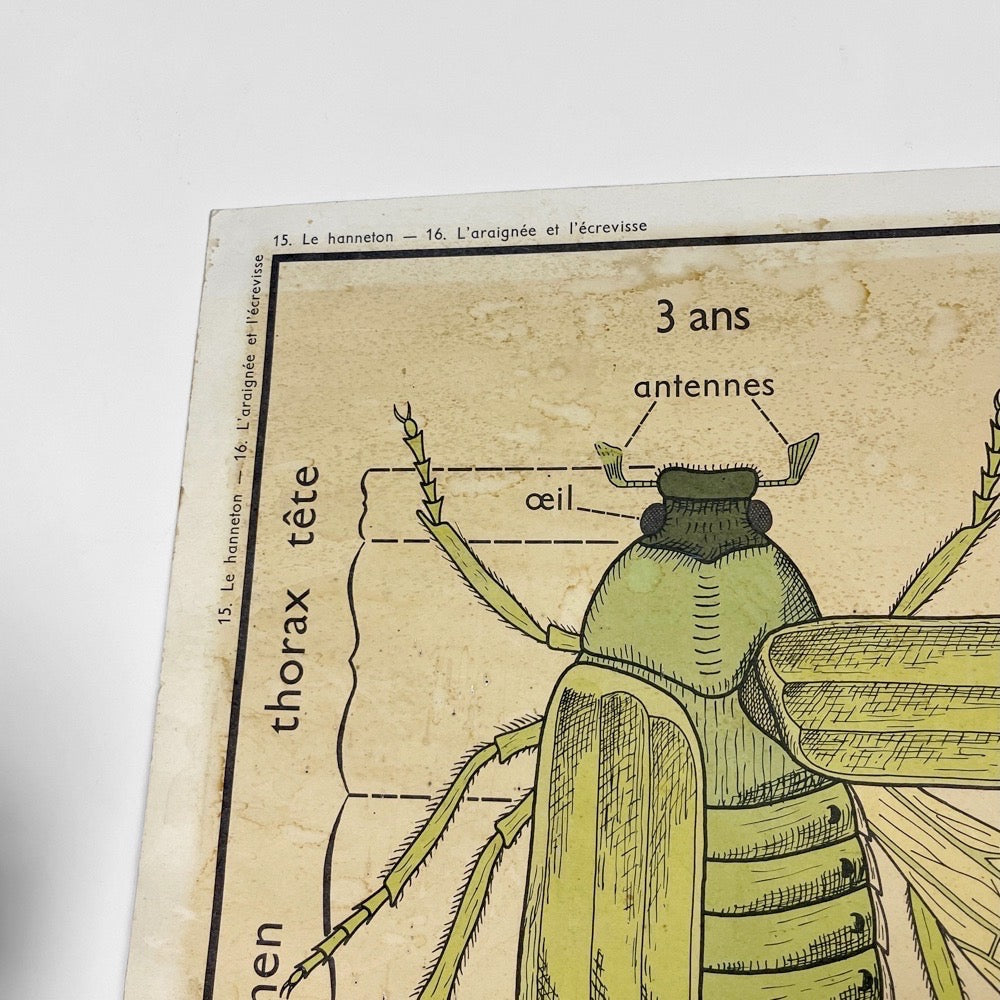 Tableau de sciences Rossignol Le hanneton  l'araignée et l'écrevisse