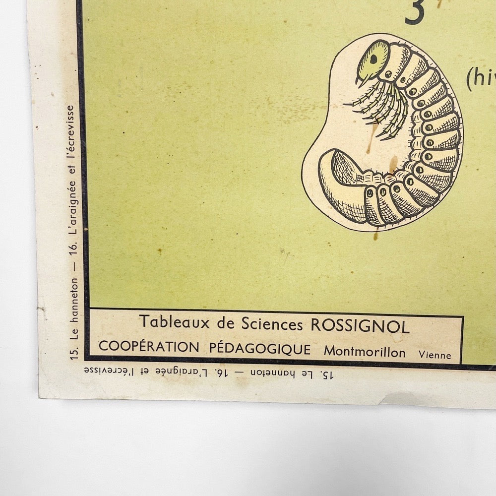 Tableau de sciences Rossignol Le hanneton  l'araignée et l'écrevisse