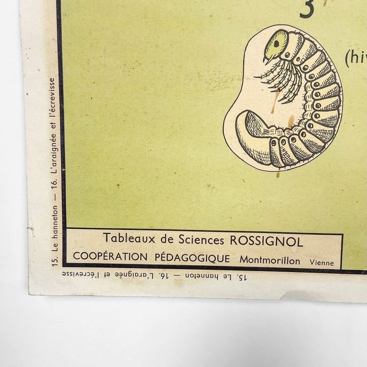 Tableau de sciences Rossignol Le hanneton  l'araignée et l'écrevisse