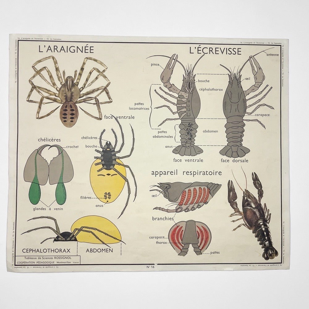 Tableau de sciences Rossignol Le hanneton  l'araignée et l'écrevisse