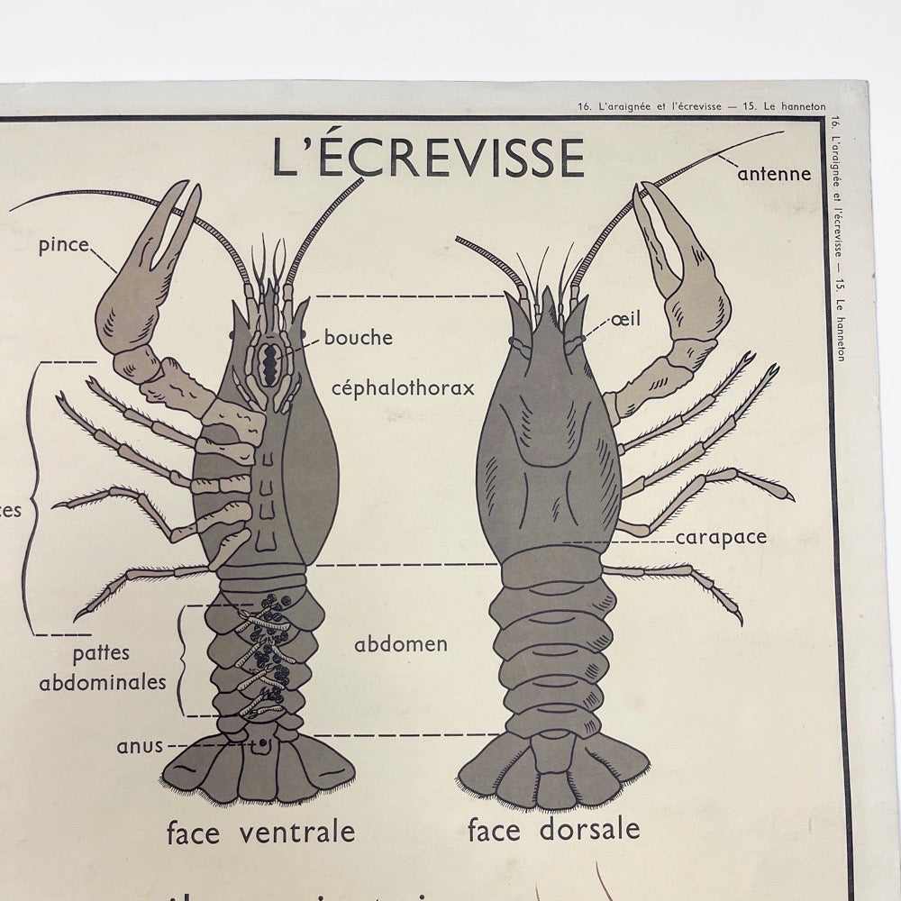 Tableau de sciences Rossignol Le hanneton  l'araignée et l'écrevisse