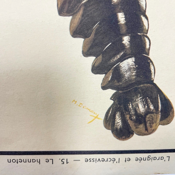 Tableau de sciences Rossignol Le hanneton  l'araignée et l'écrevisse